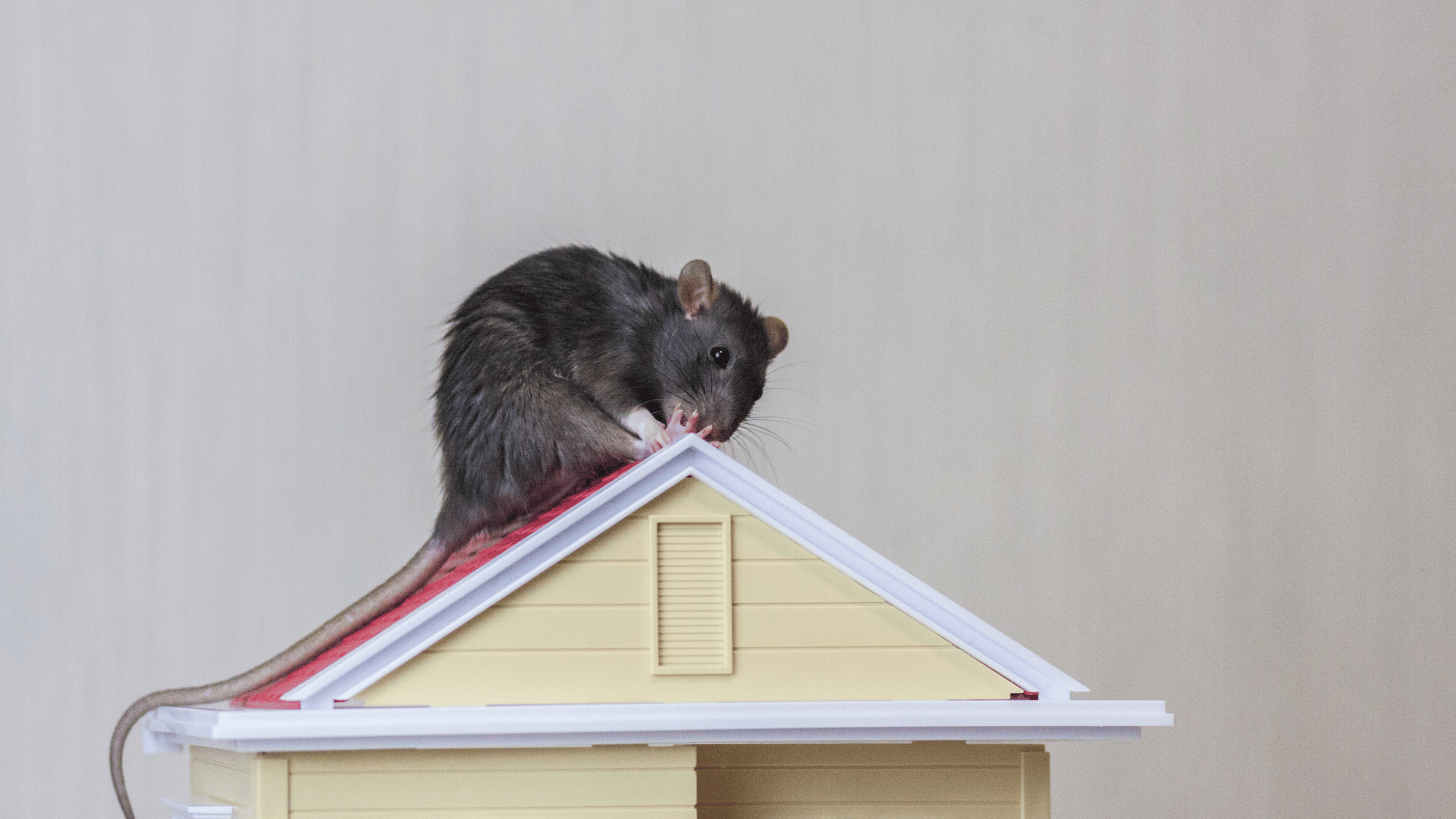 Como acabar com ratos no forro do telhado?
