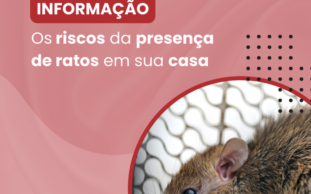 Rato de telhado: quais os perigos e como evitar infestações?