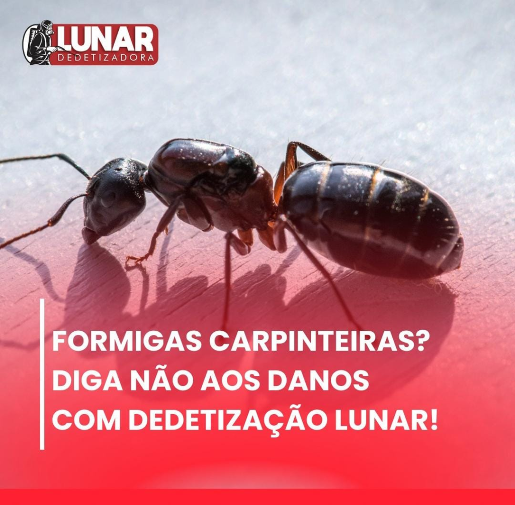 Formigas Carpinteiras Diga Não Aos Danos Com Dedetização Lunar Dedetizadora 9158