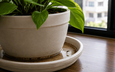 Pratinho de planta pode criar mosquito da dengue